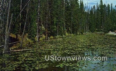 Isa Lake - Yellowstone National Park, Wyoming WY Postcard