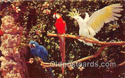 Parrot Jungle FL