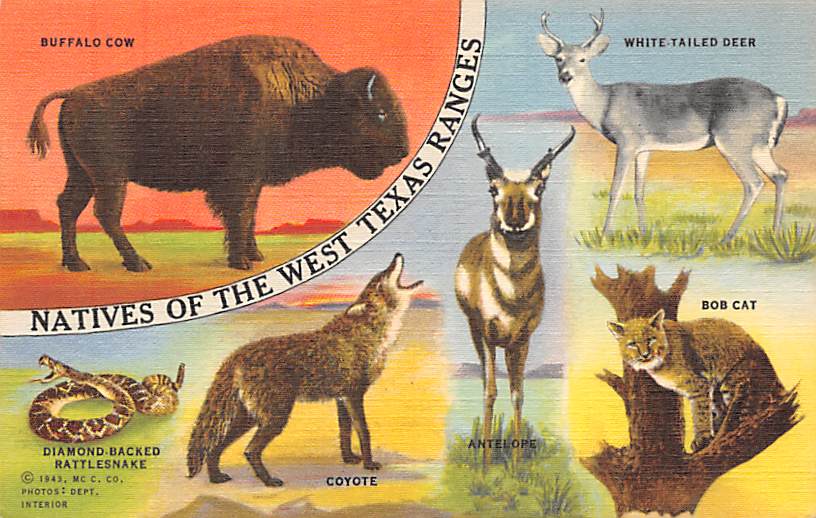 Animal Postcards